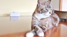 日本猫ねこ協会『＃OSHINEKO』様　猫インフルエンサーインタビュー記事作成